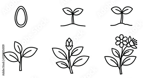 plant growth stages line drawings on white background high quality professional