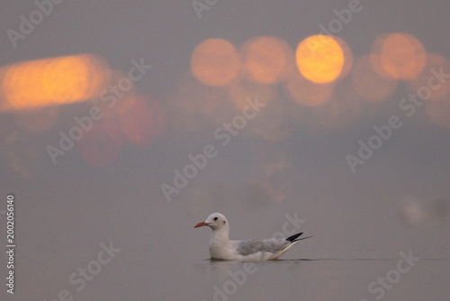 Tableau sur toile Sender-billed gull with bokeh of street light at Eker in the monring hours, Bahr