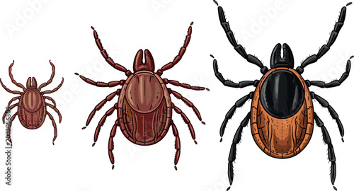Tick parasite collection featuring different species sizes and detailed anatomy isolated in realistic flat vector illustration set