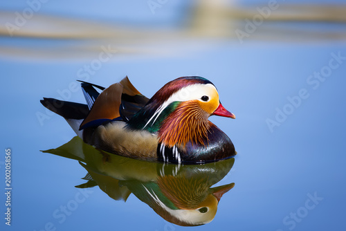 Mandarin duck swims in clear water reflecting its colors during a sunny day in a park setting