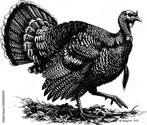 Black and white ink drawing of a wild turkey bird in profile