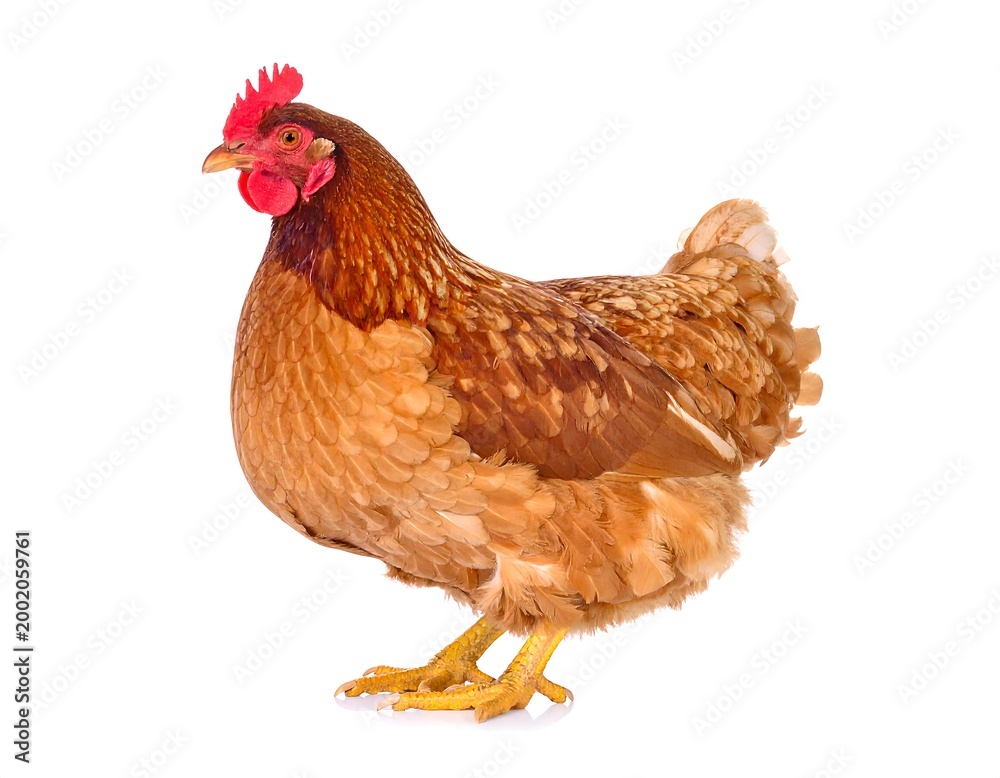 Fototapeta premium Brown Chicken on White.