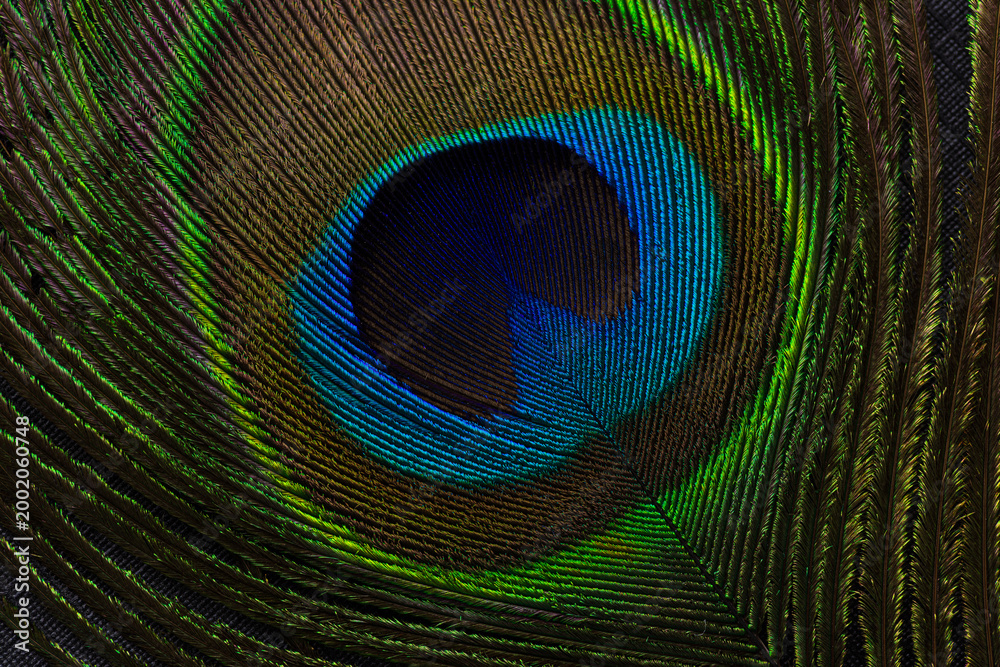 Obraz premium Extreme close-up of a vibrant peacock feather showing detailed iridescent eye pattern and texture,Macro,A high-resolution macro shot of a single peacock feather, highlighting the stunning iridescent.