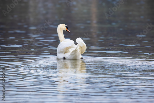 Swan swims gently in a lake during morning light with smooth water and reflections