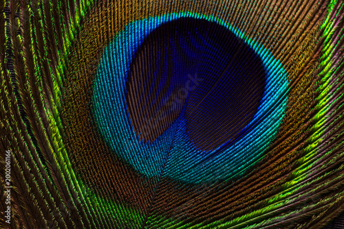 Extreme close-up of a vibrant peacock feather showing detailed iridescent eye pattern and texture,Macro,A high-resolution macro shot of a single peacock feather, highlighting the stunning iridescent.