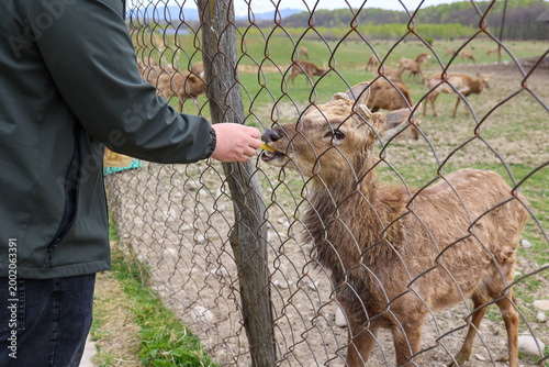 Person feeding deer through fence in rural farm. Interaction between human and animal, wildlife care concept, countryside setting with natural environment and close contact with animals. 