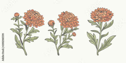 Floral arrangement of chrysanthemum flowers vintage botanical illustration