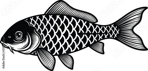 Common Carp Fish Vector Illustration with Detailed Scales and Fins Isolated on White Background by Flavector for Fishing Sport Designs
