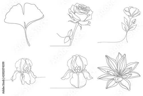 Elegant rose and iris line art illustration set featuring ginkgo leaf and lily for sophisticated floral arrangements and logo design.