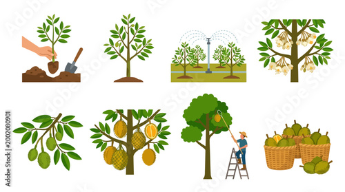 This detailed illustration showcases the complete durian fruit cultivation process, from planting young trees to irrigation, flowering stages, fruit growth, and successful harvesting.