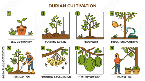 Step-by-step illustration detailing the complete durian cultivation process from seed germination to harvesting.