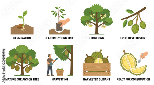 This illustrative depiction showcases the entire lifecycle of durian fruit from germination through harvesting to ready for consumption.
