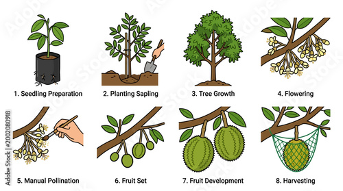 An illustrated guide shows the life cycle of a durian tree from seedling preparation to harvesting the fruit.