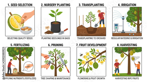 Informative instructional graphic displaying the complete lifecycle stages of durian fruit production from initial seed selection to final successful harvest