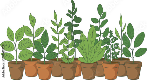 Professional vector illustration featuring a collection of various green houseplants in terracotta pots for indoor decor.