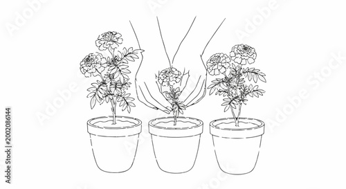 Hands gently planting a flower into a pot between two potted plants