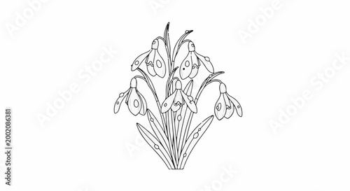 Line art drawing of snowdrops with dew drops on white background