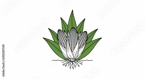 Illustration of three ripe corn cobs nestled among green leaves with visible roots