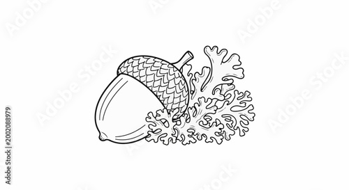 Line art illustration of an acorn with textured cap nestled amongst organic, coral-like lichen