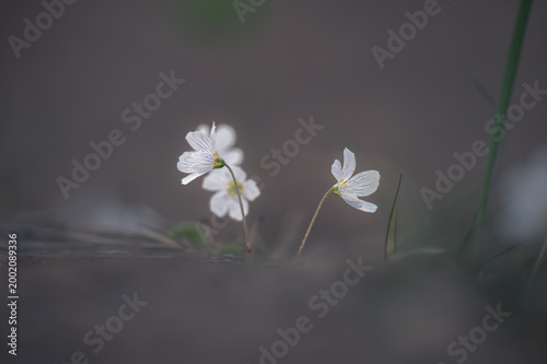 spring flowers in the wind