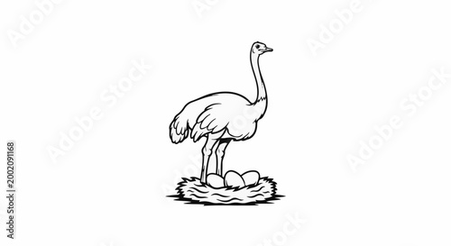 Line drawing of an ostrich standing guard over its nest of eggs