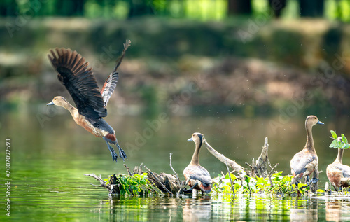 Canvas Print A Lesser Whistling Duck (Dendrocygna javanica) takes flight from a lake while ot