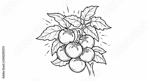 Fresh tomatoes on a vine with radiating lines