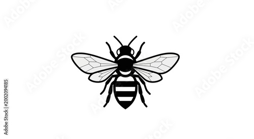 Detailed black and white illustration of a honey bee on an isolated white background.