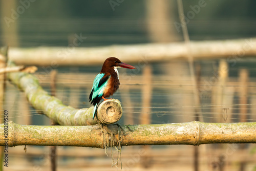 White-throated Kingfisher (Halcyon smyrnensis) Perched on Bamboo Fence