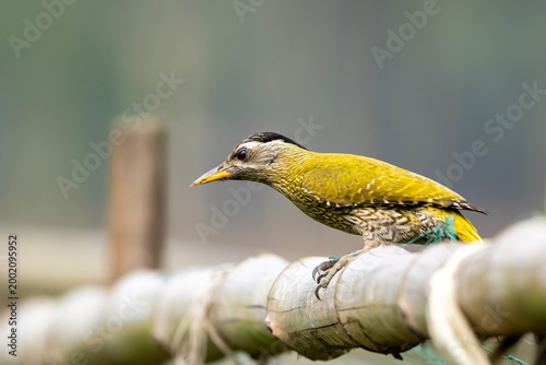 A green bird with intricate patterns perched on a wooden beam, focused side profile