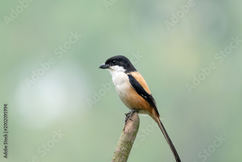 A calm bird resting on a branch, captured against a neutral, blurred background