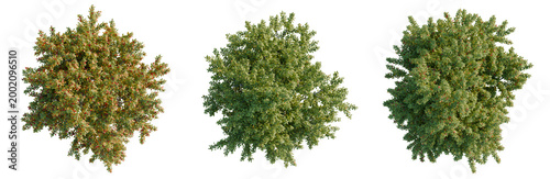 Photos Acer negundo tree plan, top view, cutout, transparent background, isolate, Detailed close-up view of a lush green pine tree branch with vibrant needle texture
