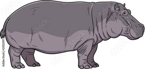 Gray Hippopotamus Standing Full Body Side View Detailed Vector Illustration Isolated on White Background for Wildlife