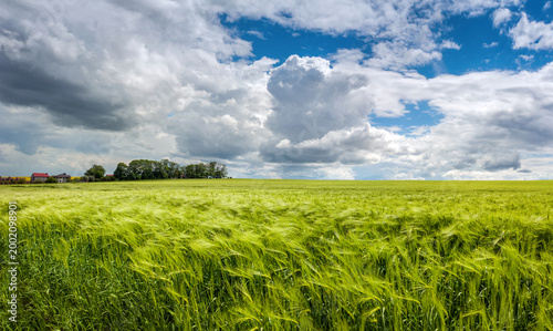 green wheat field during active ear growth, beautiful sky with cumulus, drama...