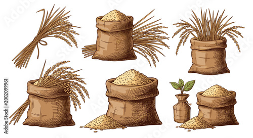 Detailed hand drawn sketches of rice stalks and sacks filled with grains as a concept for agriculture and harvest.