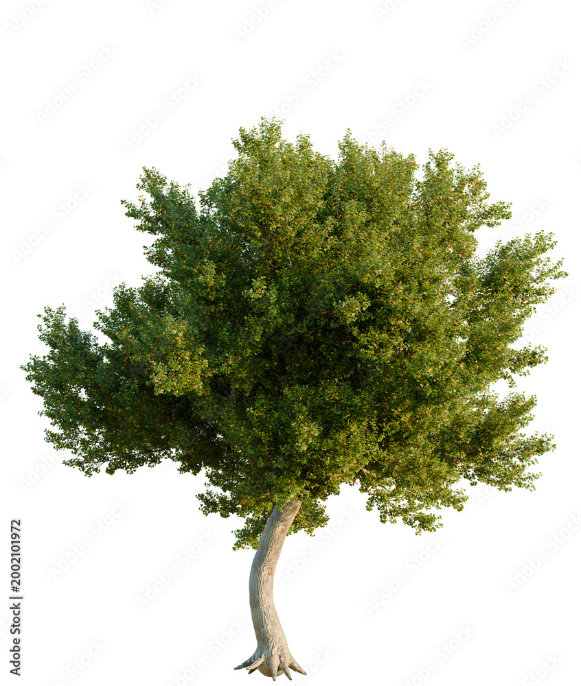 Fototapeta premium Acer monspessulanum tree, elevation, front view, cutout, transparent background, isolate, Young tree trunk with roots, nature close-up, forestry, botanical, garden, springtime