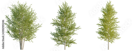 Fényképezés Populus balsamifera tree, elevation, front view, cutout, transparent background,