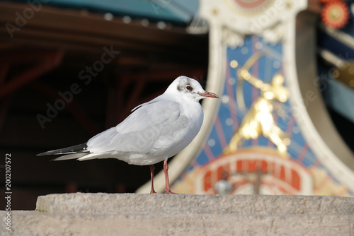 Bild auf Leinwand Mouette et Artémis à Disneyland Paris