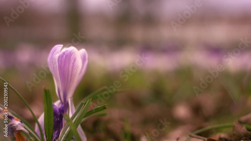 Solitary purple crocus flower in gentle breeze 