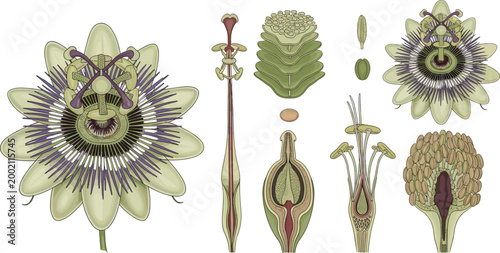 Konstfotografi Detailed Passiflora Passion Flower Anatomy Cross Section Botanical Diagram Vecto