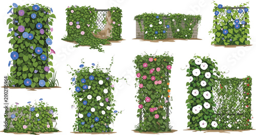 Beautiful Climbing Morning Glory Flowers Blooming on Garden Trellis Fence Wall Vector Illustration Set