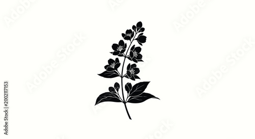 Blooming jasmine flower branch black silhouette high quality