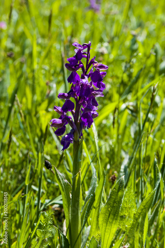 Knabenkraut (Dactylorhiza majalis) begegnet im Schwarzwald

