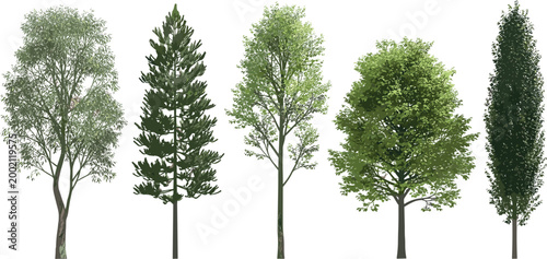 Billede på lærred Set of 5 Realistic Tree Illustrations in Different Shapes and Varieties, Ideal f