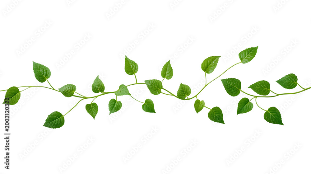 Obraz premium green png leaves isolated on white background
