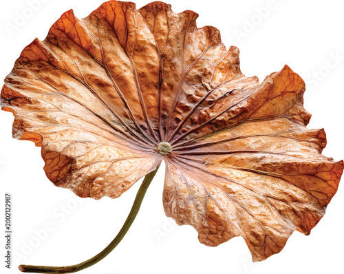 dried brown lotus leaf floating in the air, transparent background