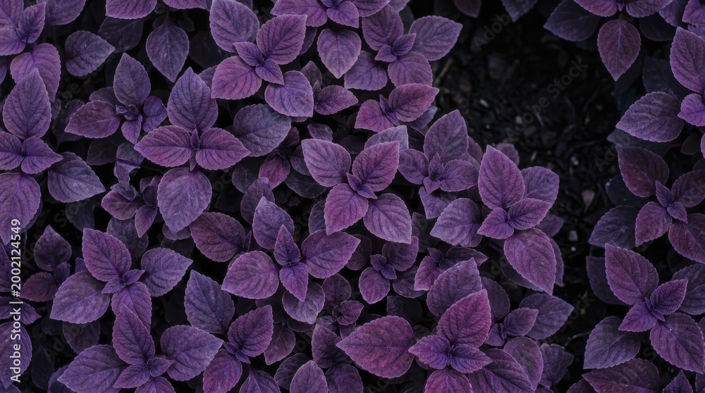 Fototapeta premium Top view of vibrant purple basil leaves growing in a summer garden