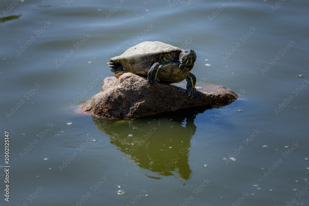 Fototapeta premium Red-Eared Slider Turtle Basking on Rock Under Sunlight