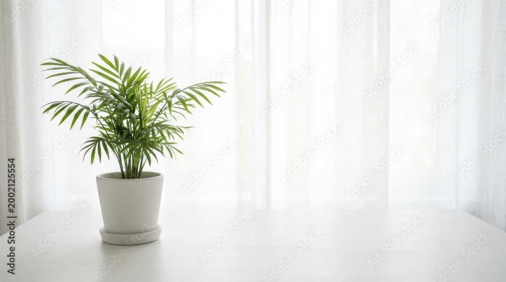 Fototapeta premium Potted parlor palm plant sitting on a white table by a window