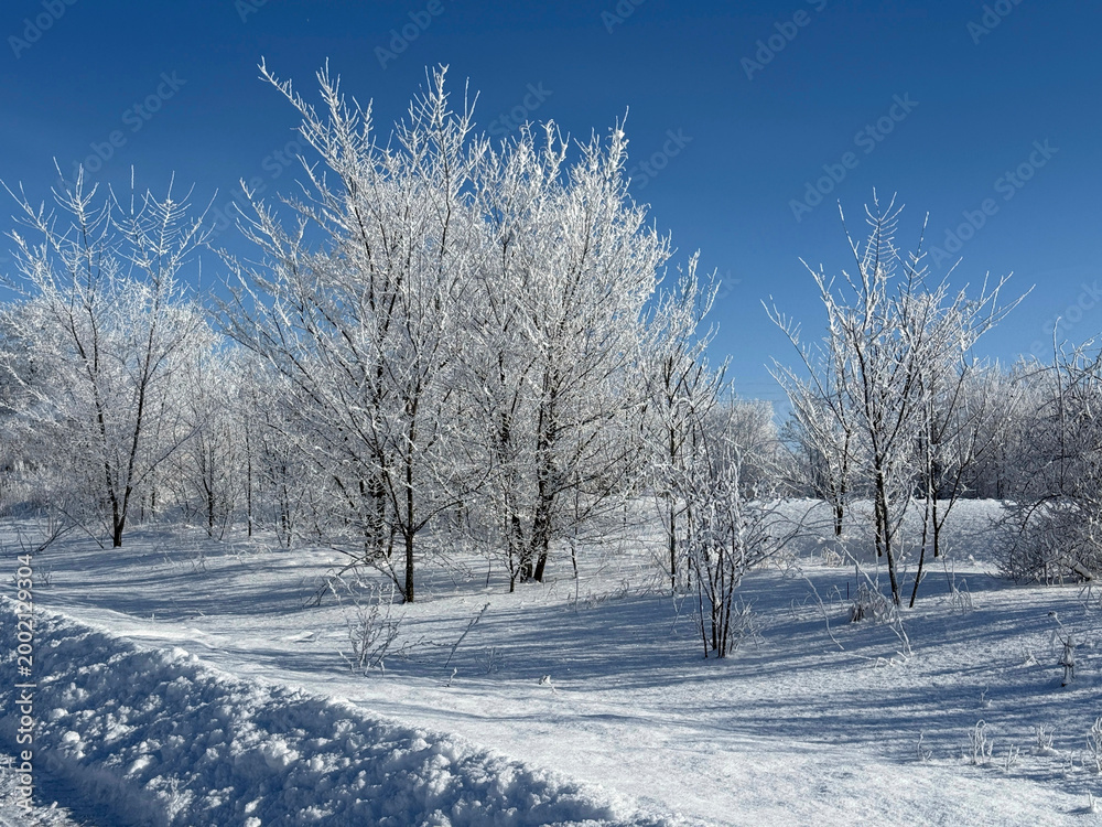 Obraz premium Winter landscape with snow covered trees.
